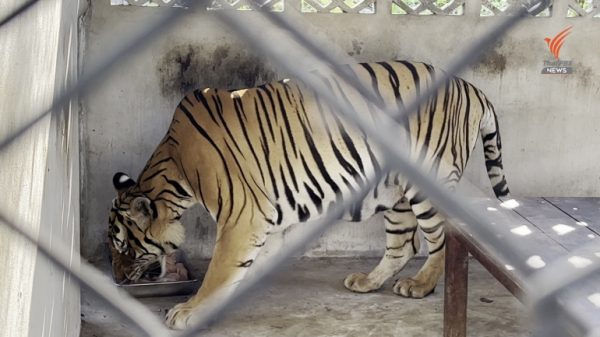 Concern mounts over animal welfare in Thailand after hefty cut in feed budget